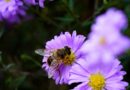 Creating a Pollinator-Friendly Garden that Attracts Bees, Butterflies, and Birds