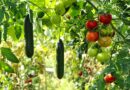 Benefits of Organic Gardening for You and the Environment