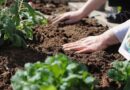 Introduction on Organic Gardening: Principles and Practices